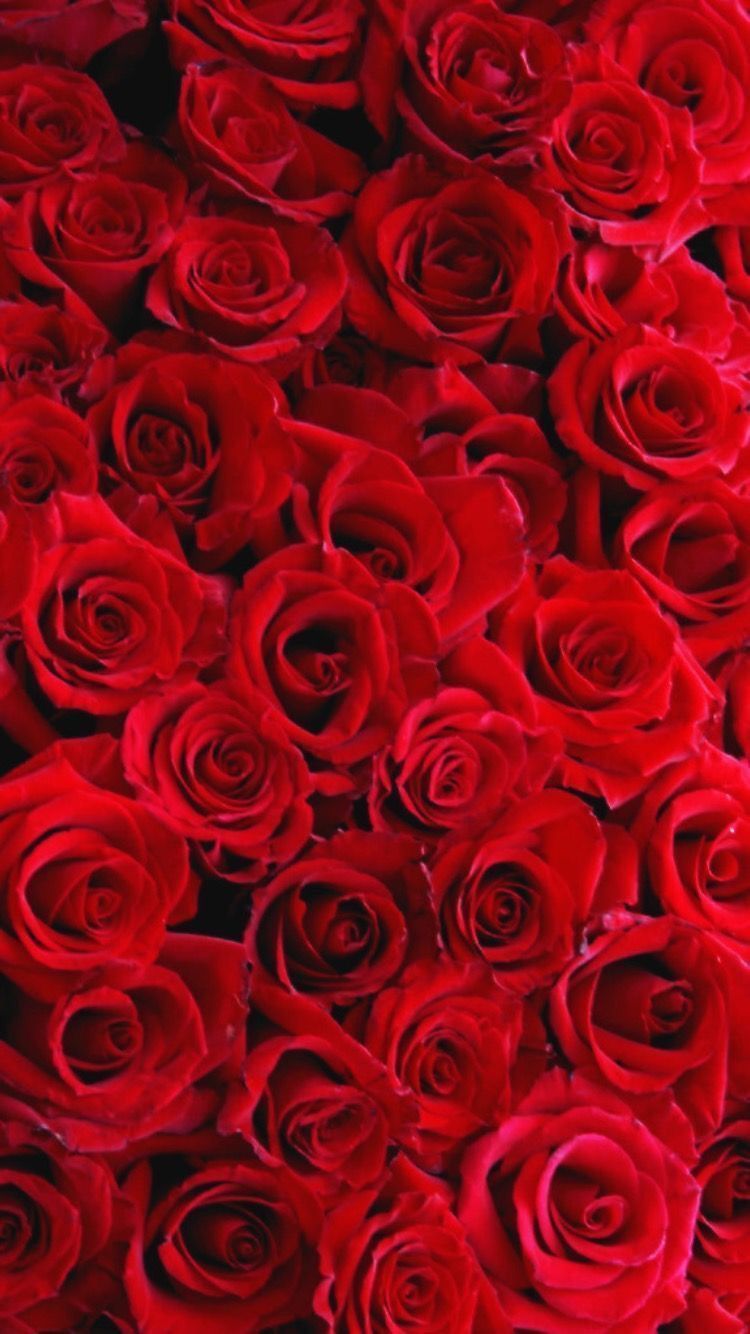  Rote Rosen Hintergrundbild 750x1334. Pin de ESRARENGİZ