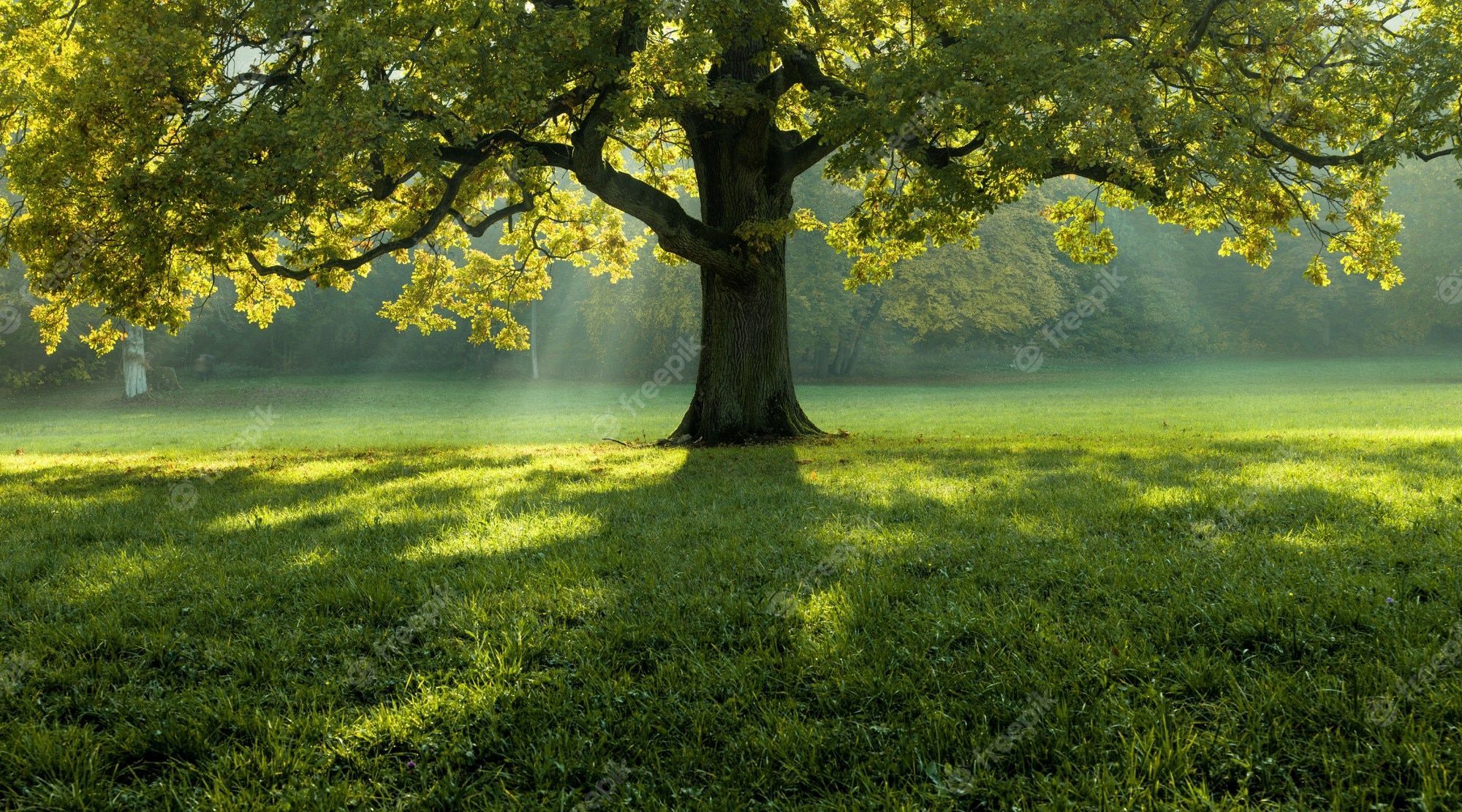 Herbst Kostenlos Hintergrundbild 2000x1111. Wald Hintergrund Bilder Download auf Freepik