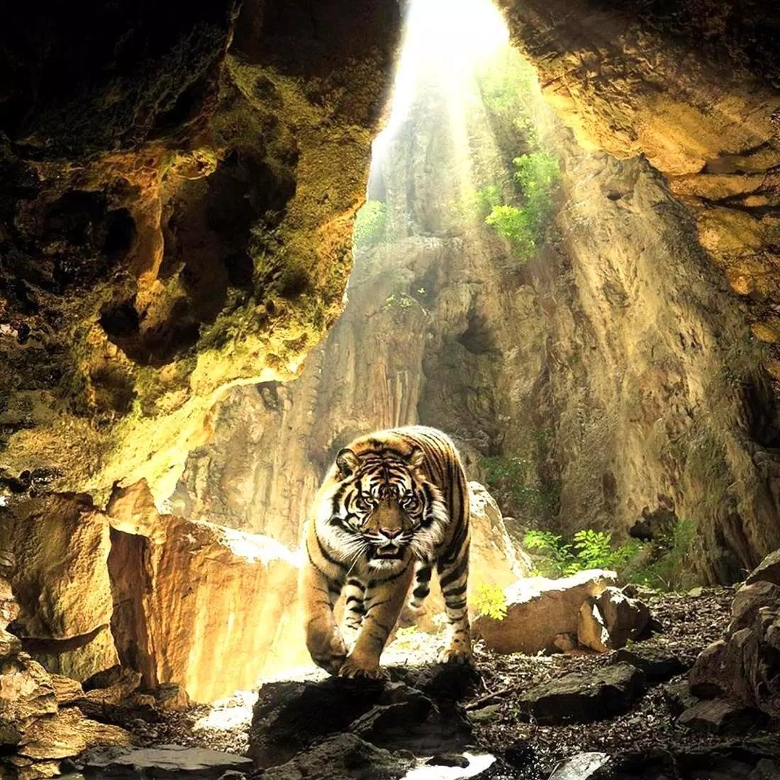  Das Schönste Der Welt Hintergrundbild 1100x1100. Tiger Hintergrundbilder APK für Android herunterladen