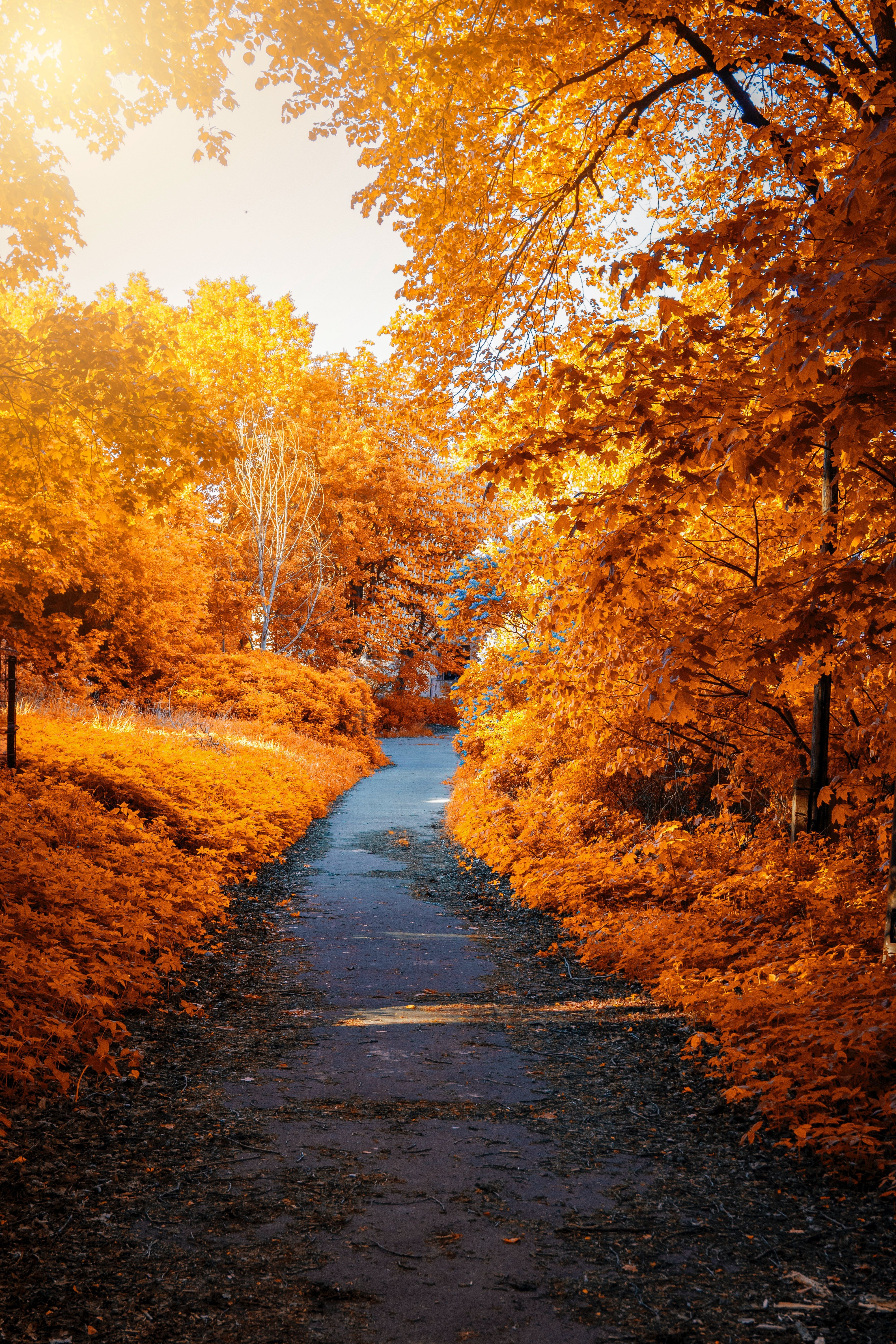 Herbst Kostenlos Hintergrundbild 4000x6000. 40.Herbst Bilder Und Fotos · Kostenlos Downloaden · Stock Fotos