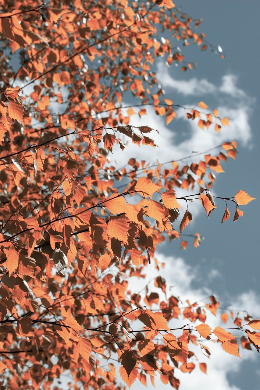  Baum Hintergrundbild 853x1280. Baum Geäst Herbst Foto auf Pixabay
