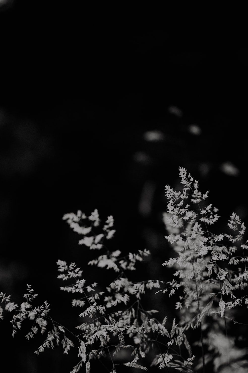  IPhone 7 Schwarz Hintergrundbild 1000x1500. Foto Zum Thema Ein Schwarz Weiß Foto Einer Pflanze