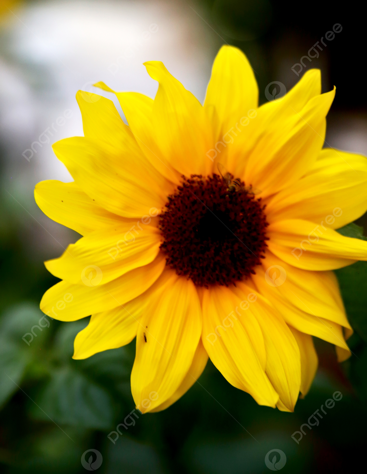  Spätsommer Hintergrundbild 1200x1549. Schöne Sun Flower Pic Aesthetic Photography Kostenloser Download Hintergrund Und Bild zum kostenlosen Download
