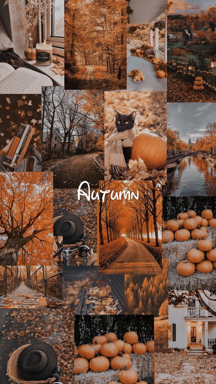  Herbst Handy Hintergrundbild 736x1307. who on Wallpaper. iPhone wallpaper fall, Autumn phone wallpaper, Fall wallpaper