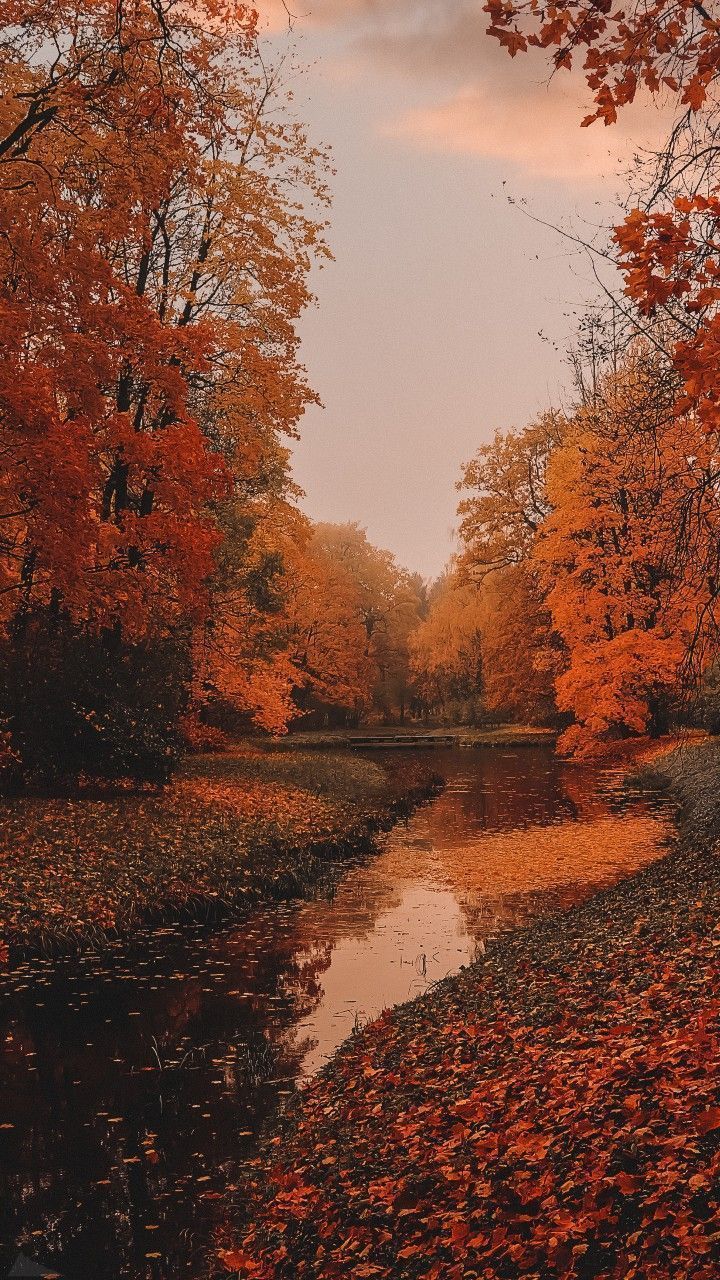  Herbst Handy Hintergrundbild 720x1280. Hania Zaborowska on Autumn. Autumn scenery, Fall wallpaper, Fall background