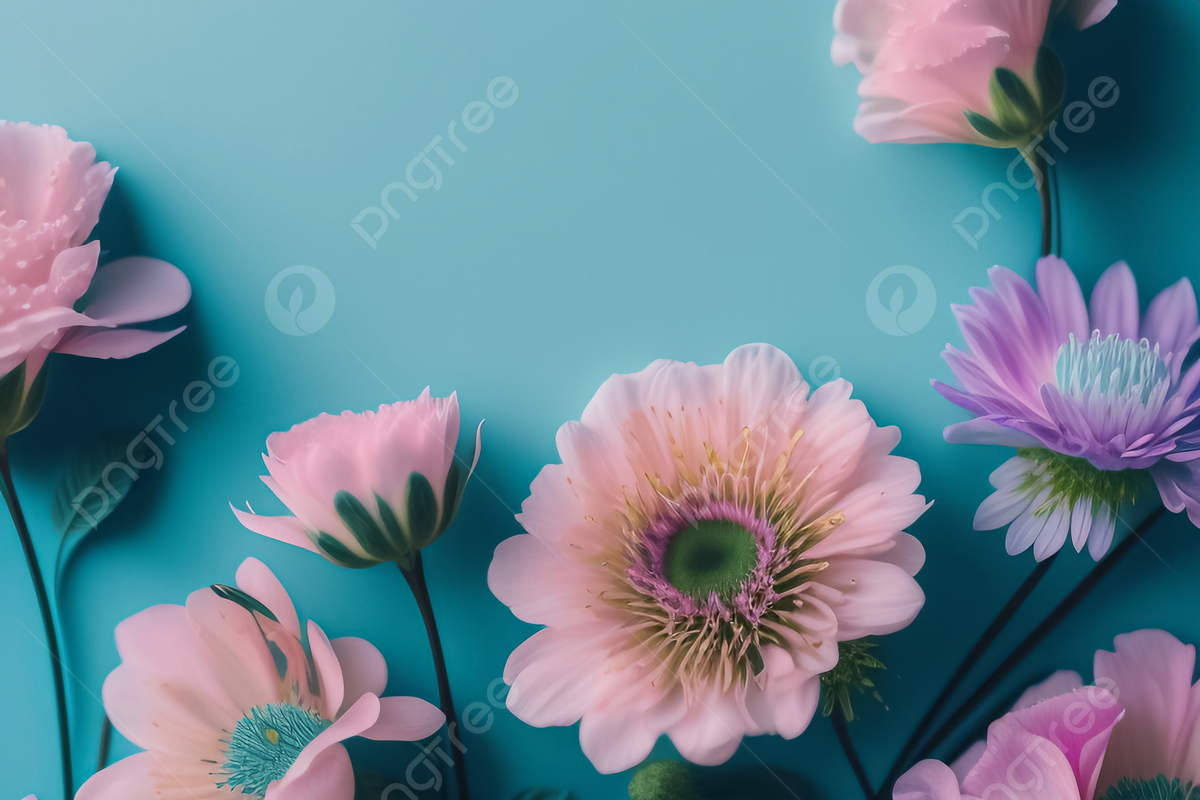 Schönste Hintergrundbild 1200x800. Schöne Rosa Blumen Auf Pastellblauem Hintergrund Romantisches ästhetisches Naturkonzept, Blume, Pastell, Schön Hintergrund, Foto und Bild zum kostenlosen Download
