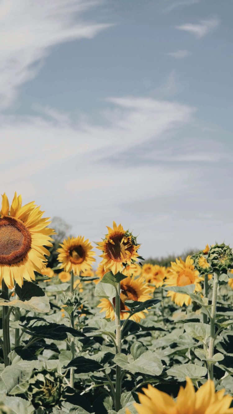 Schönste Hintergrundbild 750x1334. Downloaden Eineeinfache Und Schöne Sonnenblume, Um Jeden Tag Aufzuhellen. Wallpaper