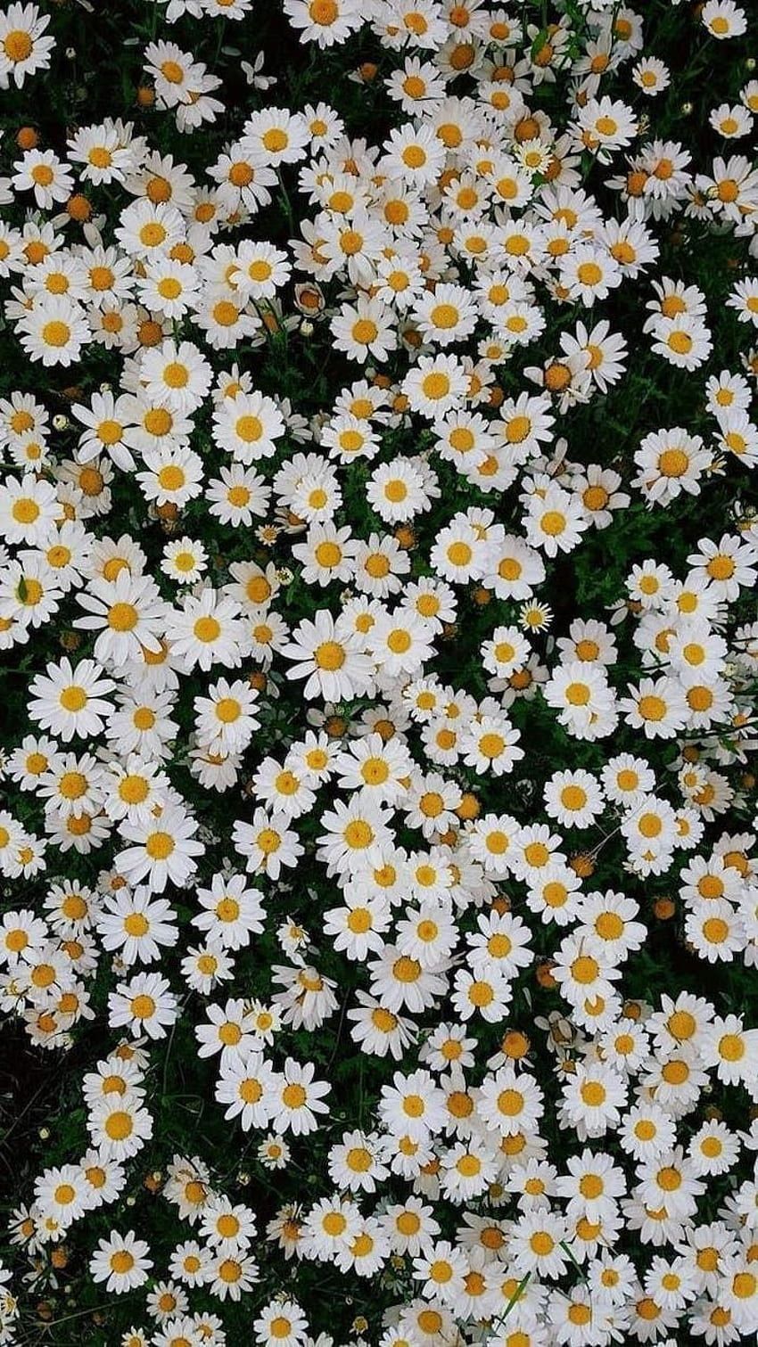 Frühlingsblumen Hintergrundbild 850x1511. Frühling hintergrundbilder fruhjahr, blumen HD wallpaper