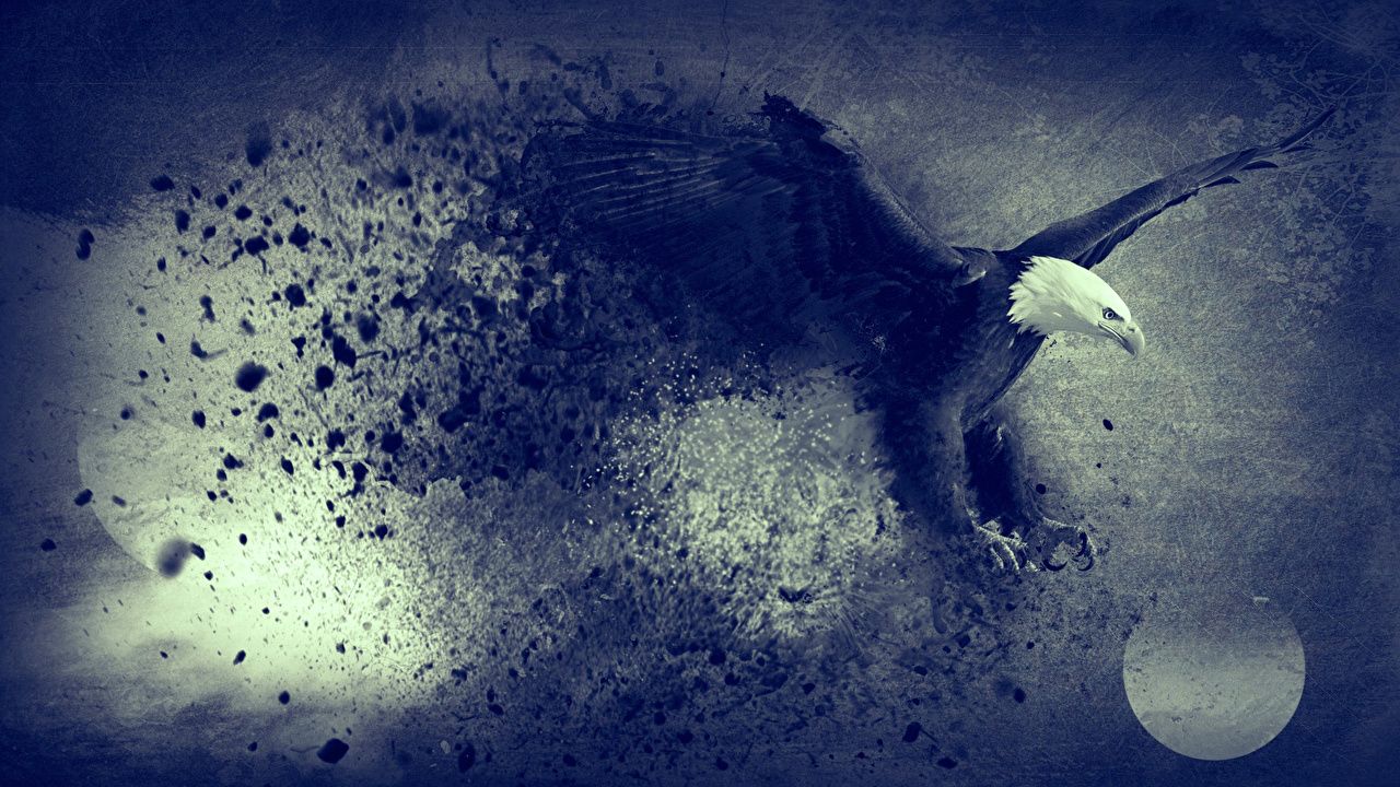  Adler Hintergrundbild 1280x720. Desktop Hintergrundbilder Vogel Adler Tiere
