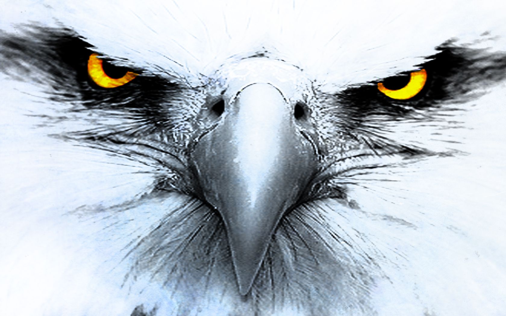  Adler Hintergrundbild 1680x1050. Laden Sie Das Adler Hintergrundbild Für Ihr Handy In Hochwertigen, Hintergrundbildern Adler Kostenlos Herunter