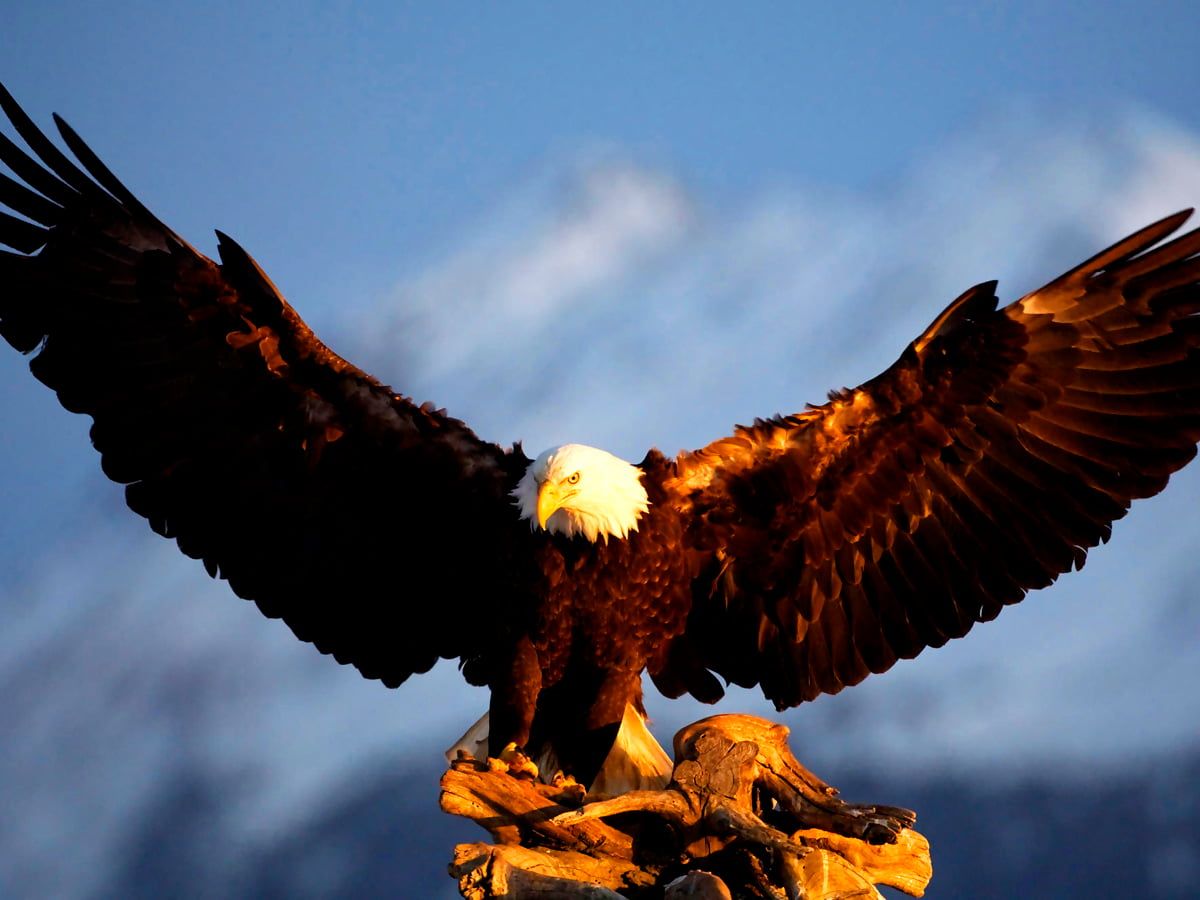  Adler Hintergrundbild 1200x900. Schönes Hintergrundbild Vogel, Adler, Weißkopfseeadler. Download kostenlose Hintergrundbilder