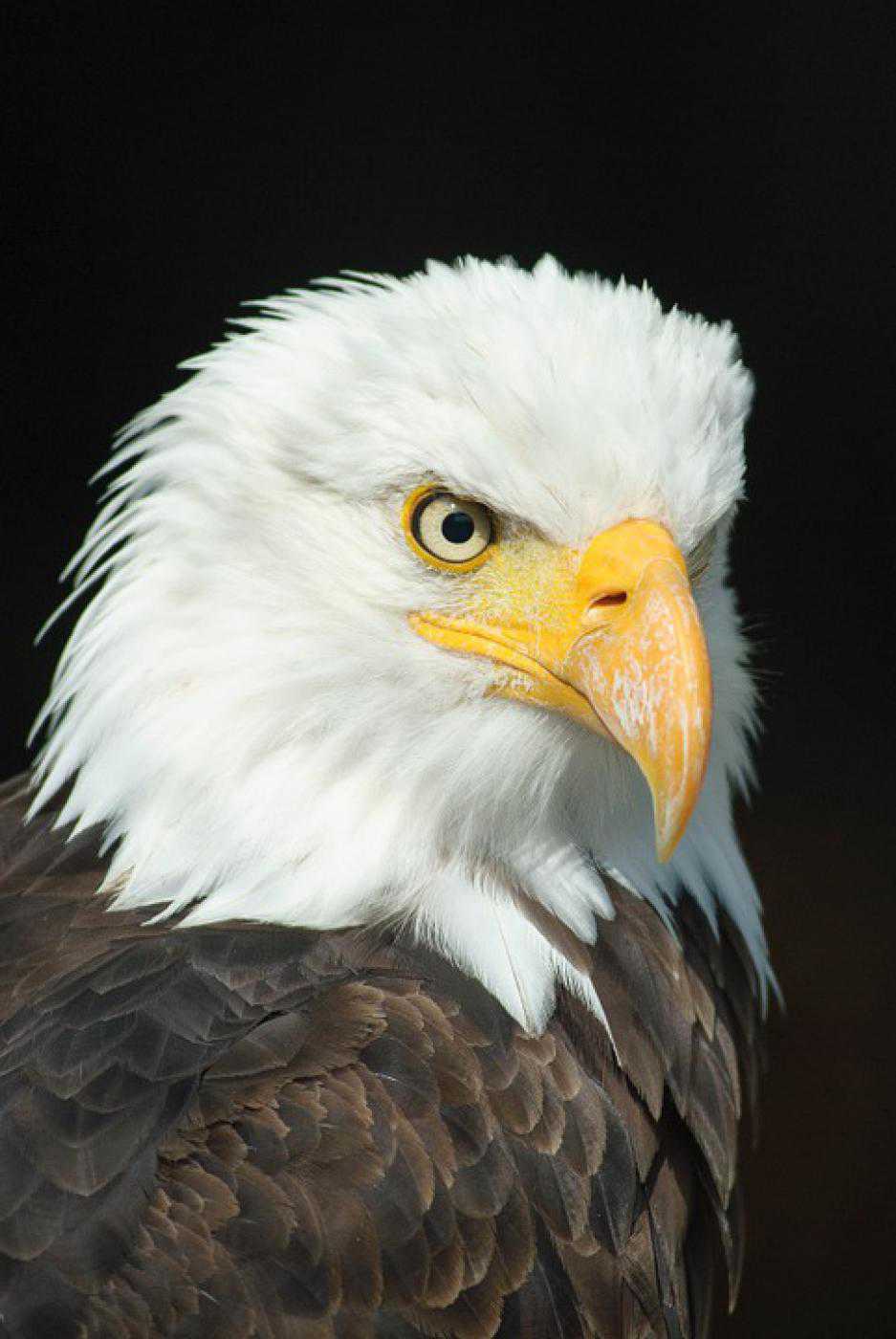  Adler Hintergrundbild 937x1400. Wallpaper download: Animals Bald Eagle Adler Bird HD Download