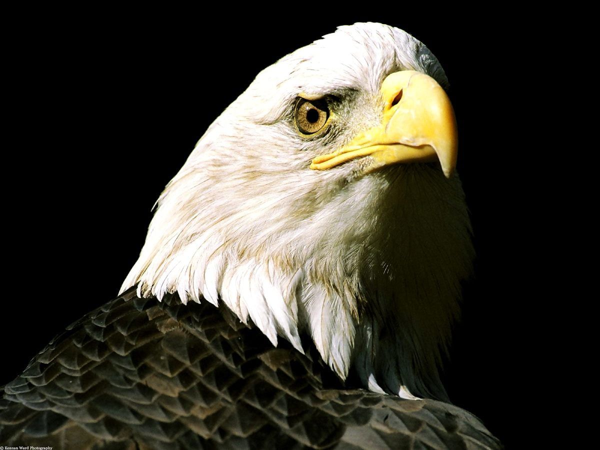  Adler Hintergrundbild 1200x900. Adler, Vogel, Weißkopfseeadler Wallpaper. Beste kostenlose Fotos