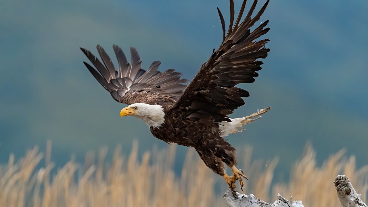  Adler Hintergrundbild 1280x720. Fotos Weißkopfseeadler Vogel Adler Start Luftfahrt Tiere