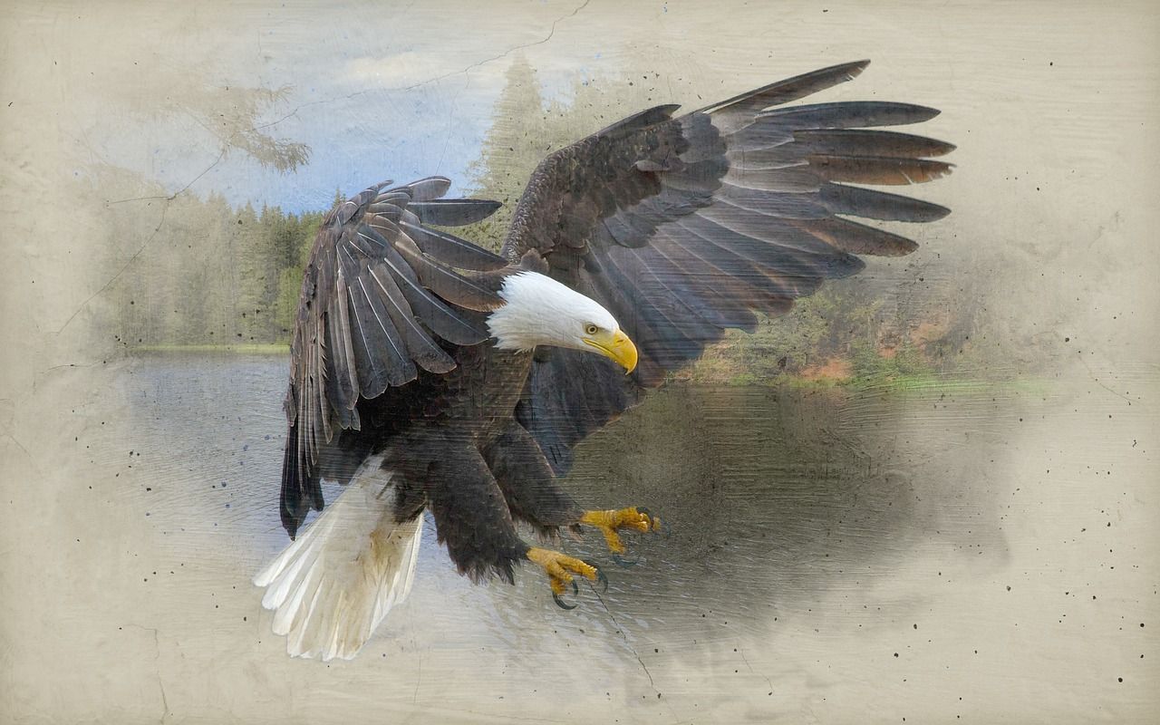  Adler Hintergrundbild 1280x800. Adler Vogel Hintergrund Foto auf Pixabay