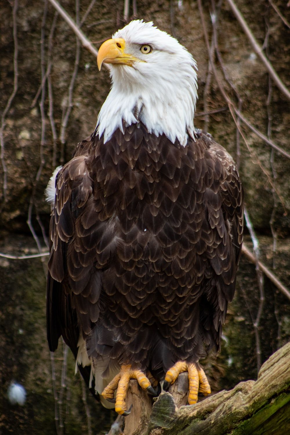 Adler Hintergrundbild 1000x1500. Eagle Bilder. Kostenlose Bilder auf herunterladen