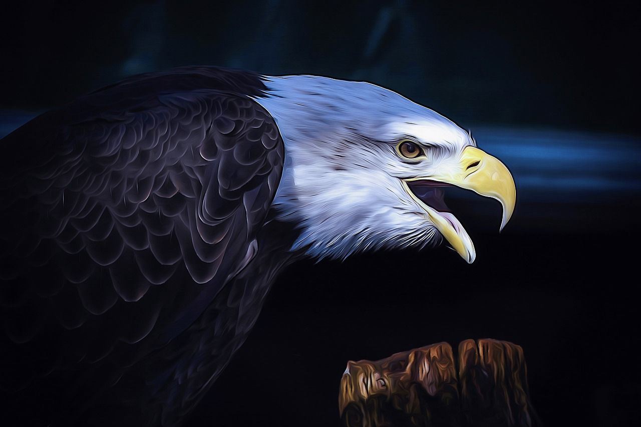  Adler Hintergrundbild 1280x854. Adler Vogel Weißkopfseeadler Bild auf Pixabay