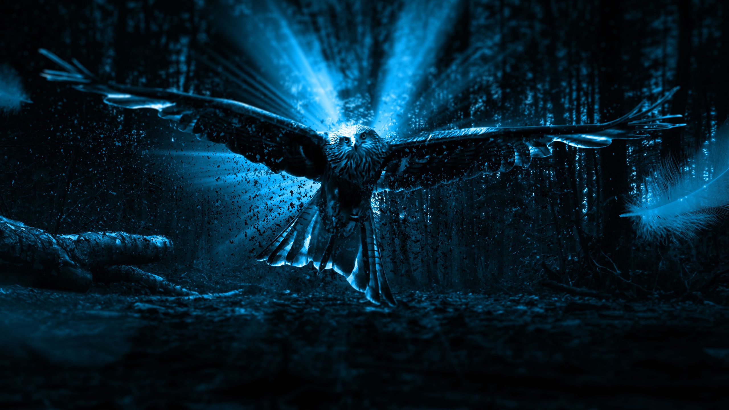  Adler Hintergrundbild 2560x1440. Adler Owl 2K Wallpaper x 1440 px