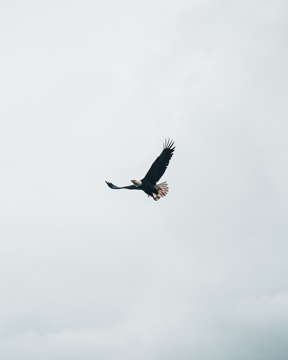  Adler Hintergrundbild 1000x1250. Foto zum Thema Adler in der Luft während des Tages