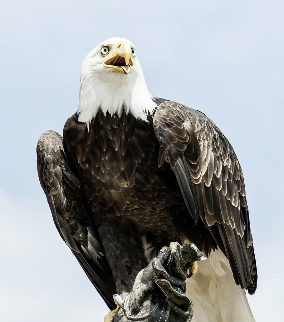  Adler Hintergrundbild 910x1030. HD wallpaper: black and white American Eagle, adler, animal, bald eagle, bald eagles