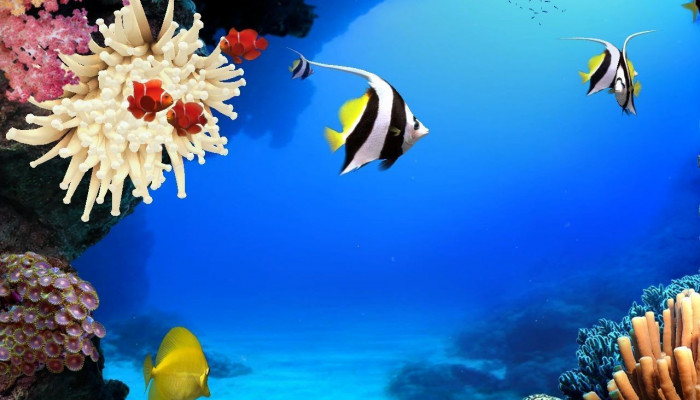  Aquarium Hintergrundbilder