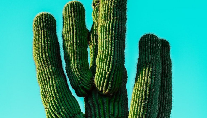 kaktus Wallpaper