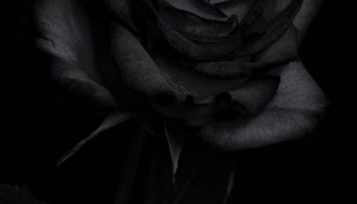 schwarze rosen Wallpaper