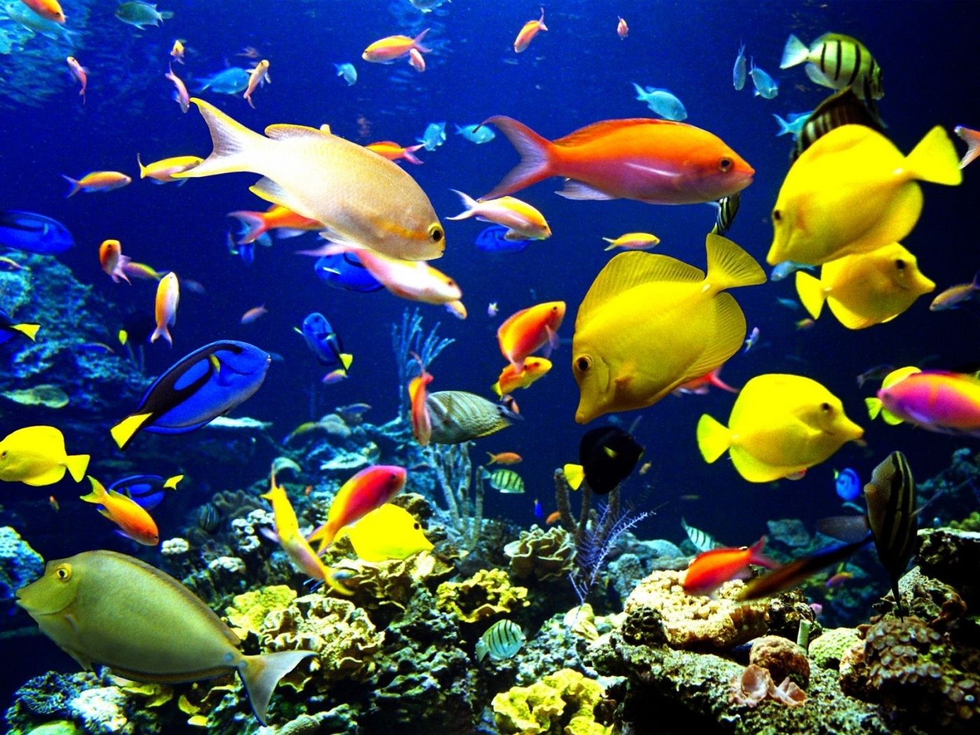  Aquarien Hintergrundbild 1400x1050. Hintergrundbild für Handys: Fische, Aquarien, Tiere, 31411 Bild kostenlos herunterladen