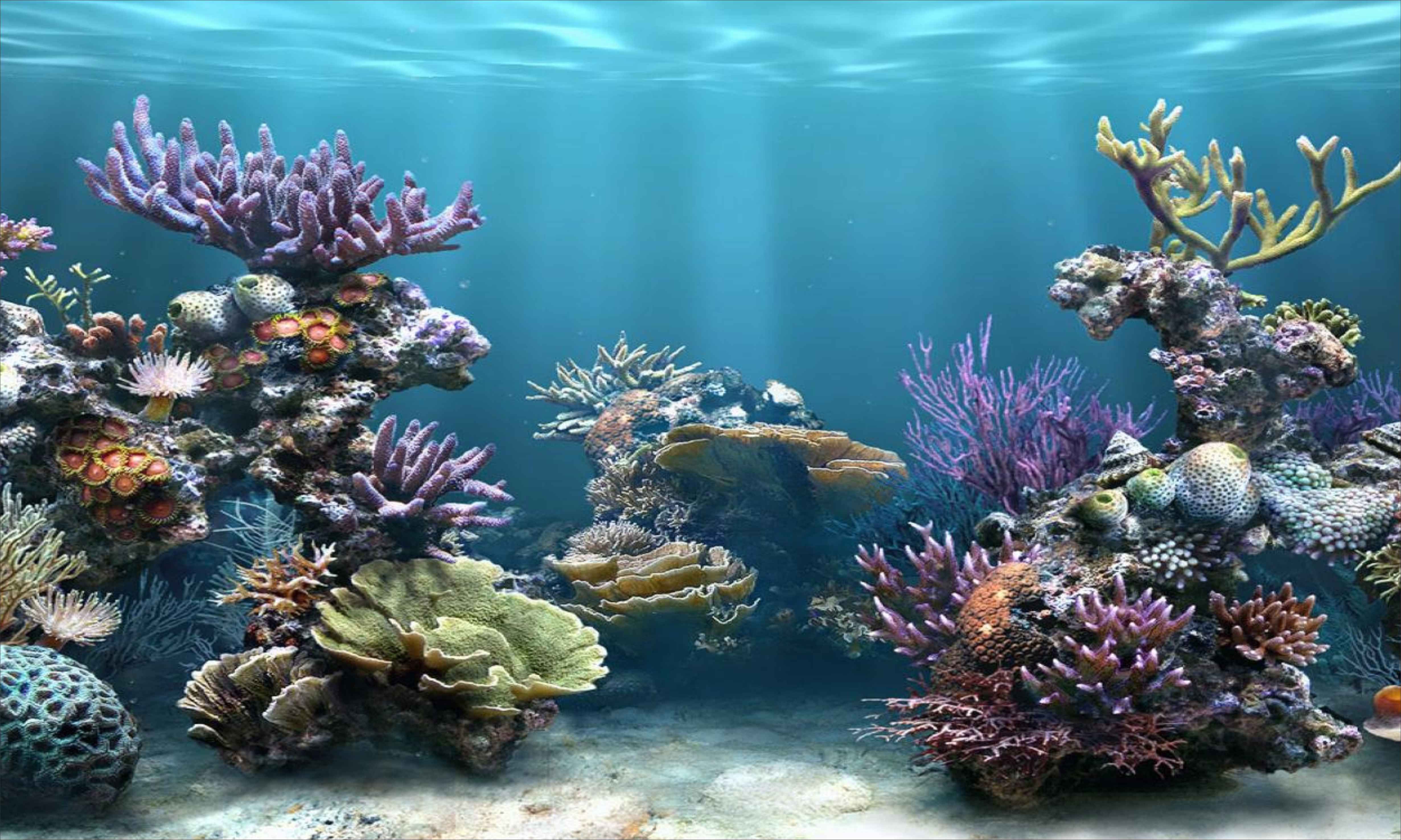  Aquarium Hintergrundbild 4922x2954. Em on Aquarium. Animated desktop background, 3D animation wallpaper, Background desktop