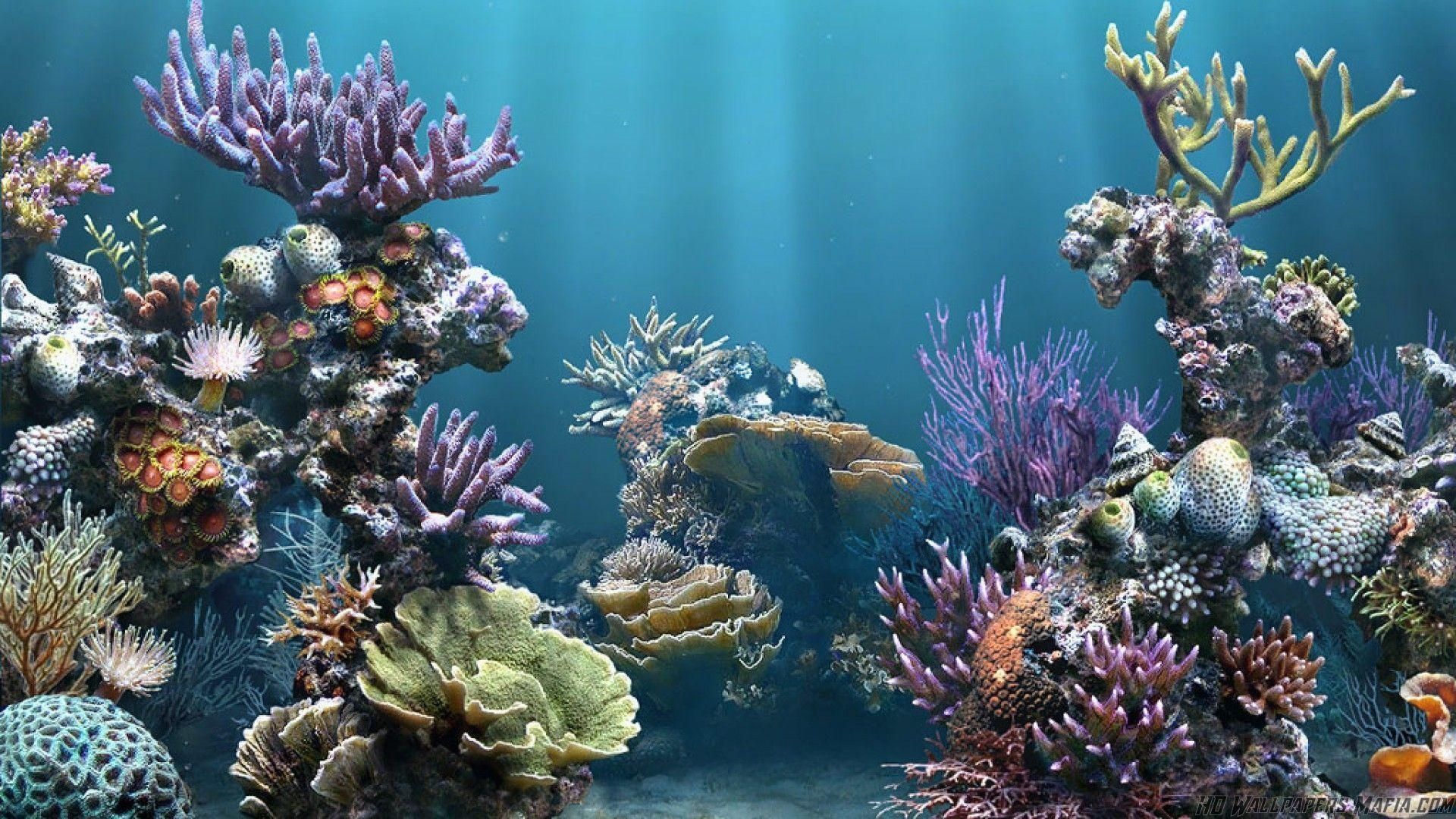  Aquarien Hintergrundbild 1920x1080. Aquarium Wallpaper