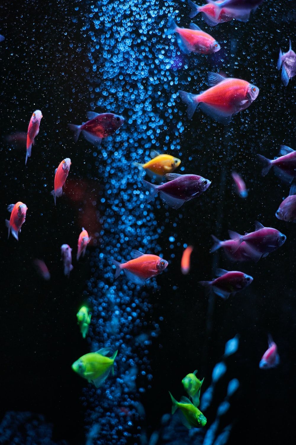  Aquarien Hintergrundbild 1000x1500. Fisch Hintergrundbilder: Kostenloser HD Download [HQ]