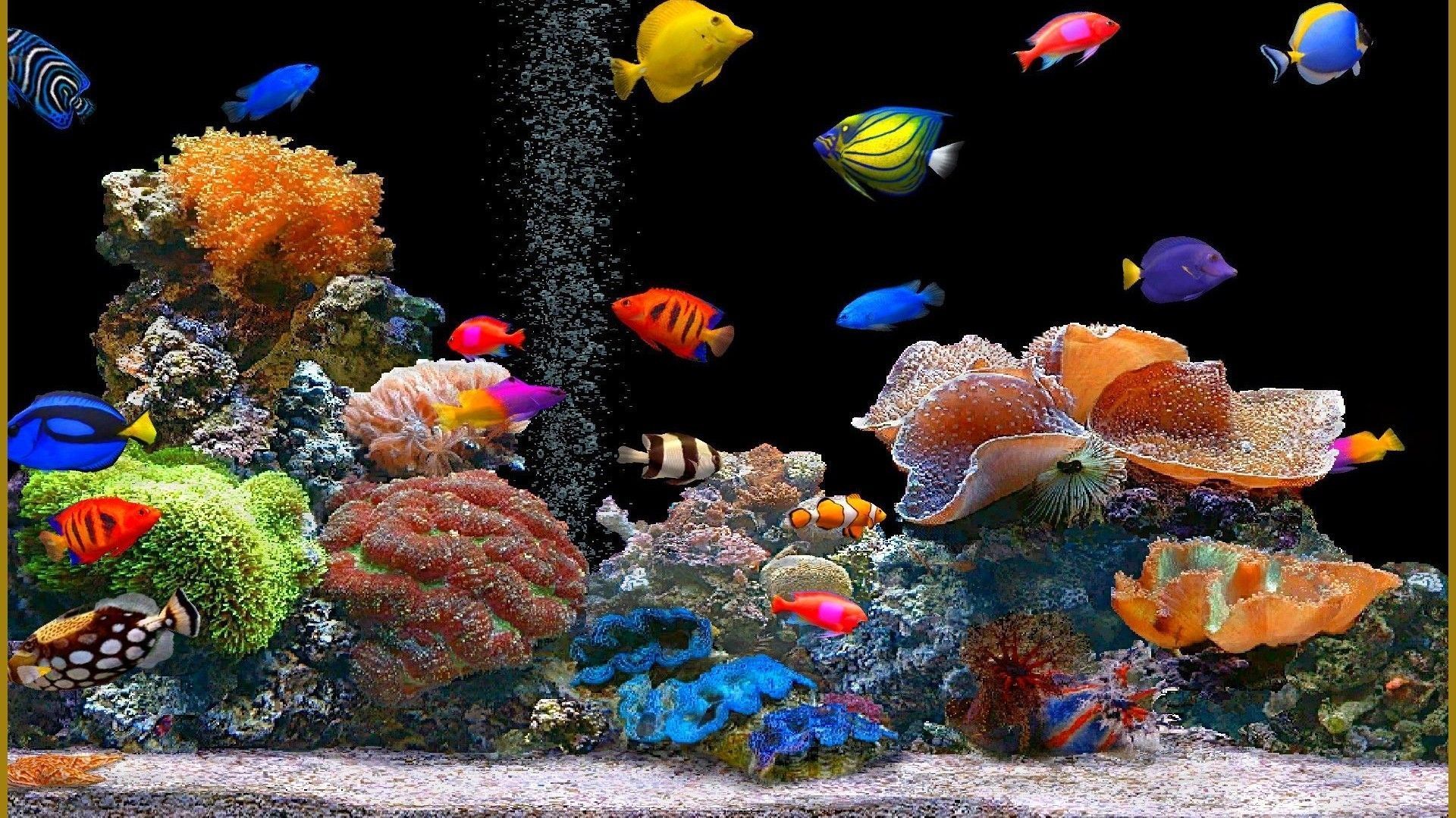  Aquarien Hintergrundbild 1920x1080. Laden Sie Das Fische Hintergrundbild Für Ihr Handy In Hochwertigen, Hintergrundbildern Fische Kostenlos Herunter
