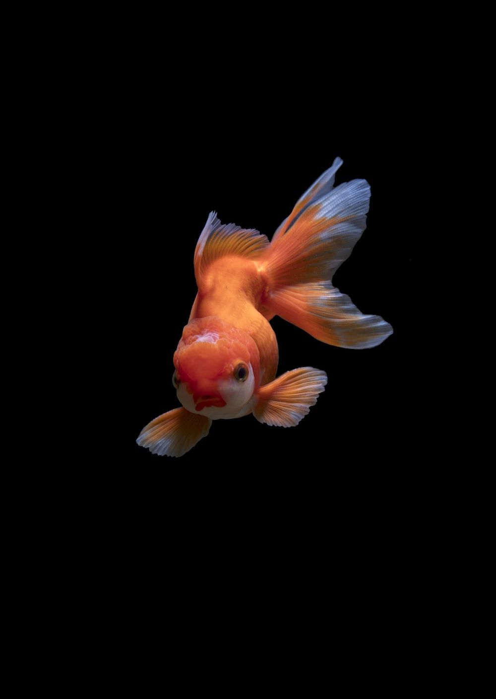  Aquarien Hintergrundbild 1000x1408. Fisch Hintergrundbilder: Kostenloser HD Download [HQ]