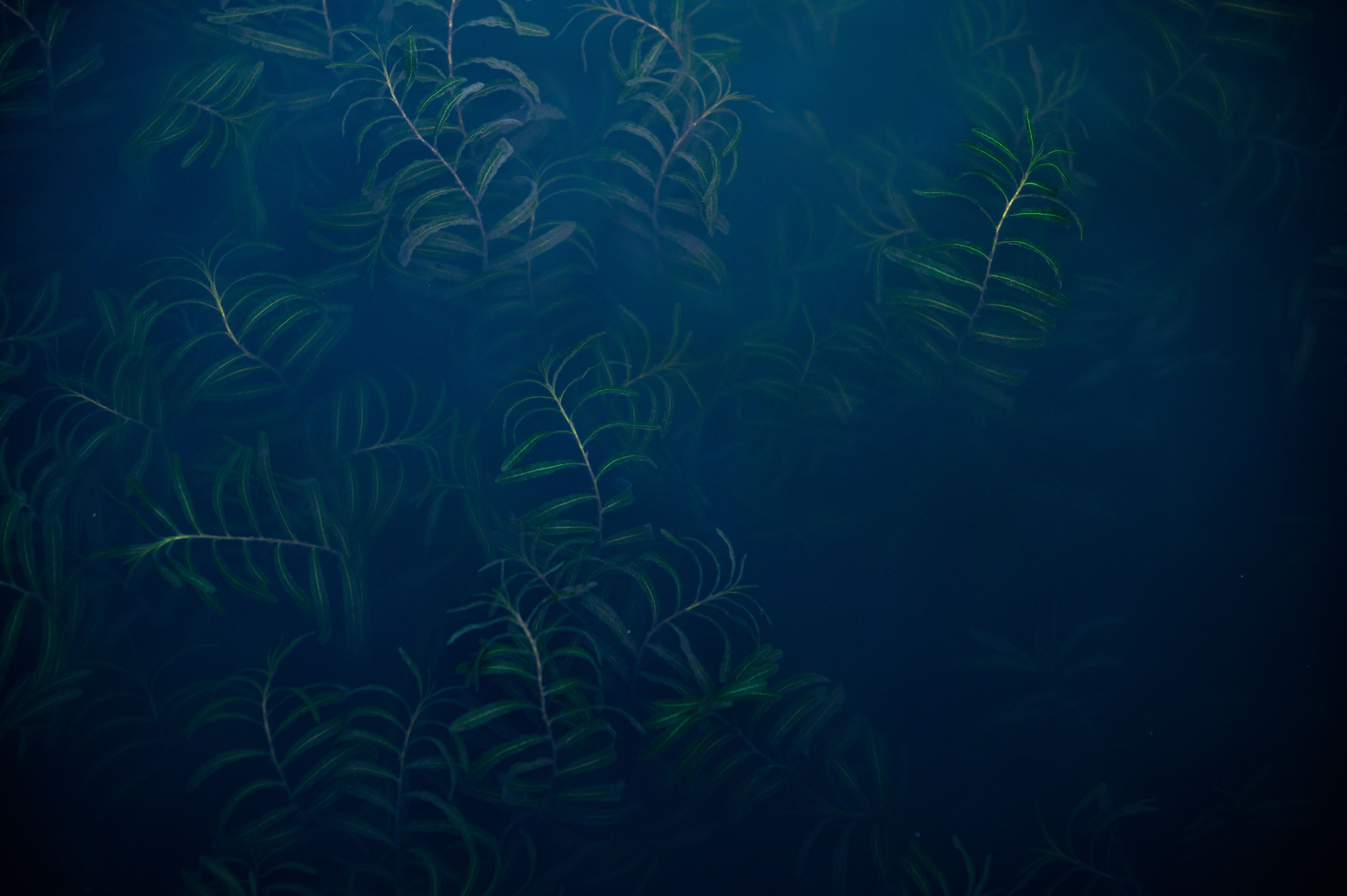  Aquarien Hintergrundbild 6048x4024. Kostenlose Hintergrundbilder Unterwasser, Ökosystem, Marine Biologie, Süßwasser Aquarium, Blau, Bilder Für Ihren Desktop Und Fotos