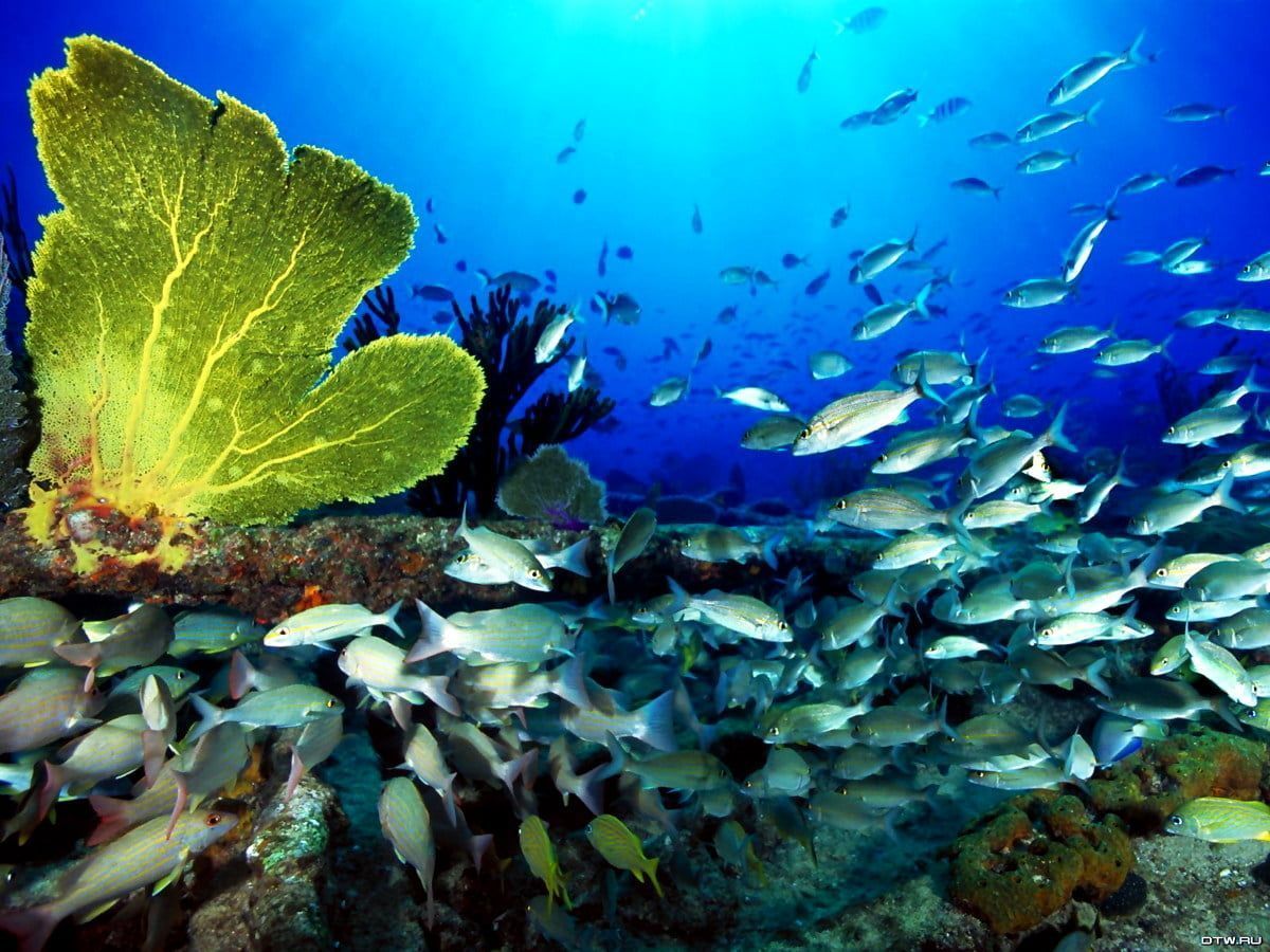  Aquarium Hintergrundbild 1200x900. Meer, Riff, Unterwasserwelt Hintergrundbild. Download kostenlose Wallpaper