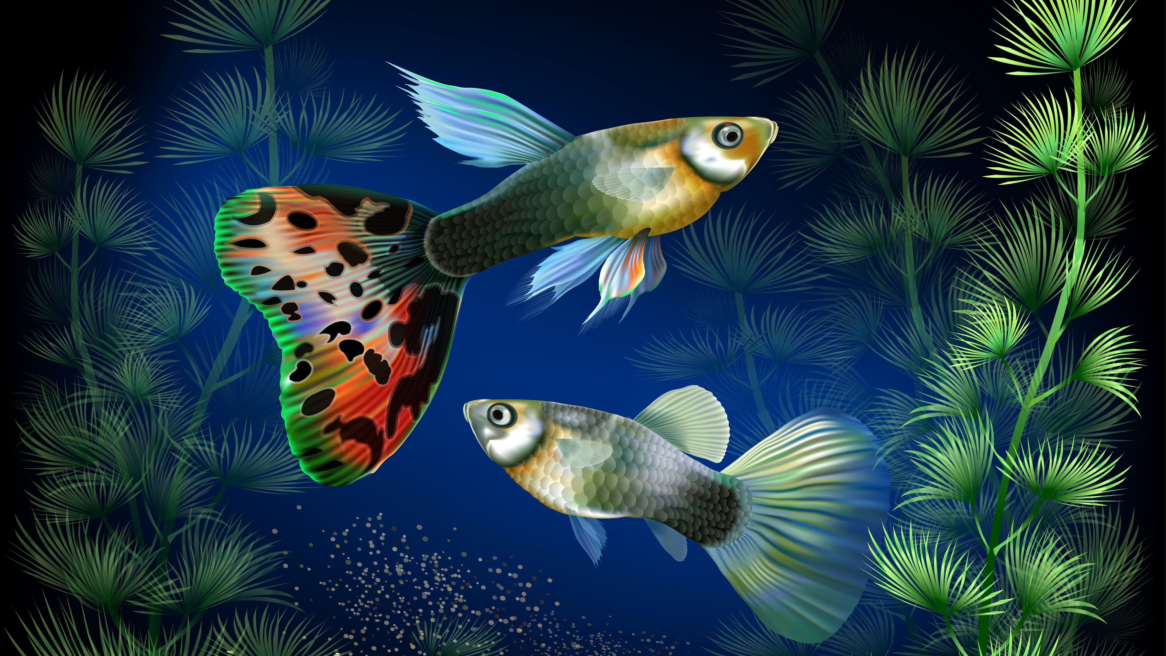  Aquarien Hintergrundbild 3840x2160. Aquarienfische bei Unterwasser-, Wasser Gras, kreatives Design 3840x2160 UHD 4K Hintergrundbilder, HD, Bild
