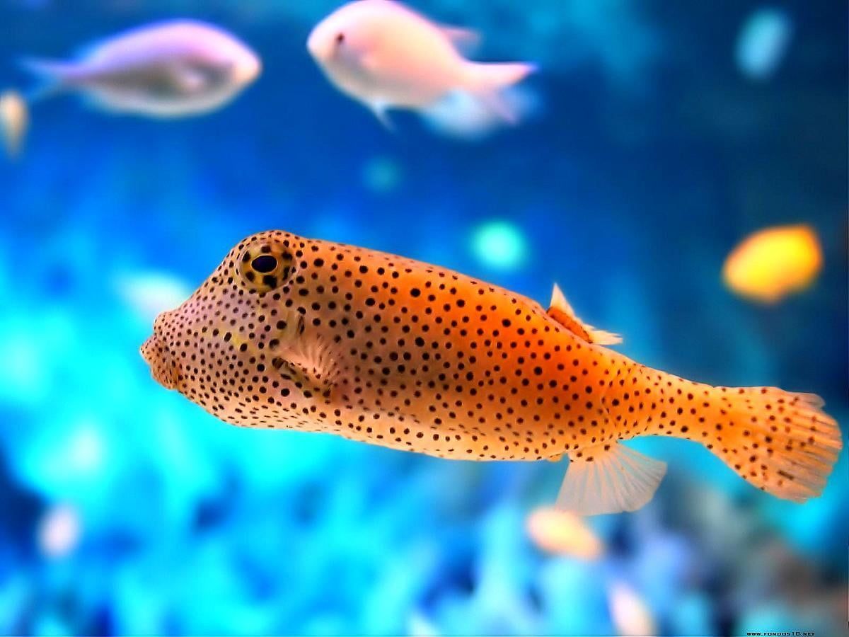  Aquarium Hintergrundbild 1200x900. Bunter Fisch, Fisch, Aquarium Hintergrund. Download freie Bilder