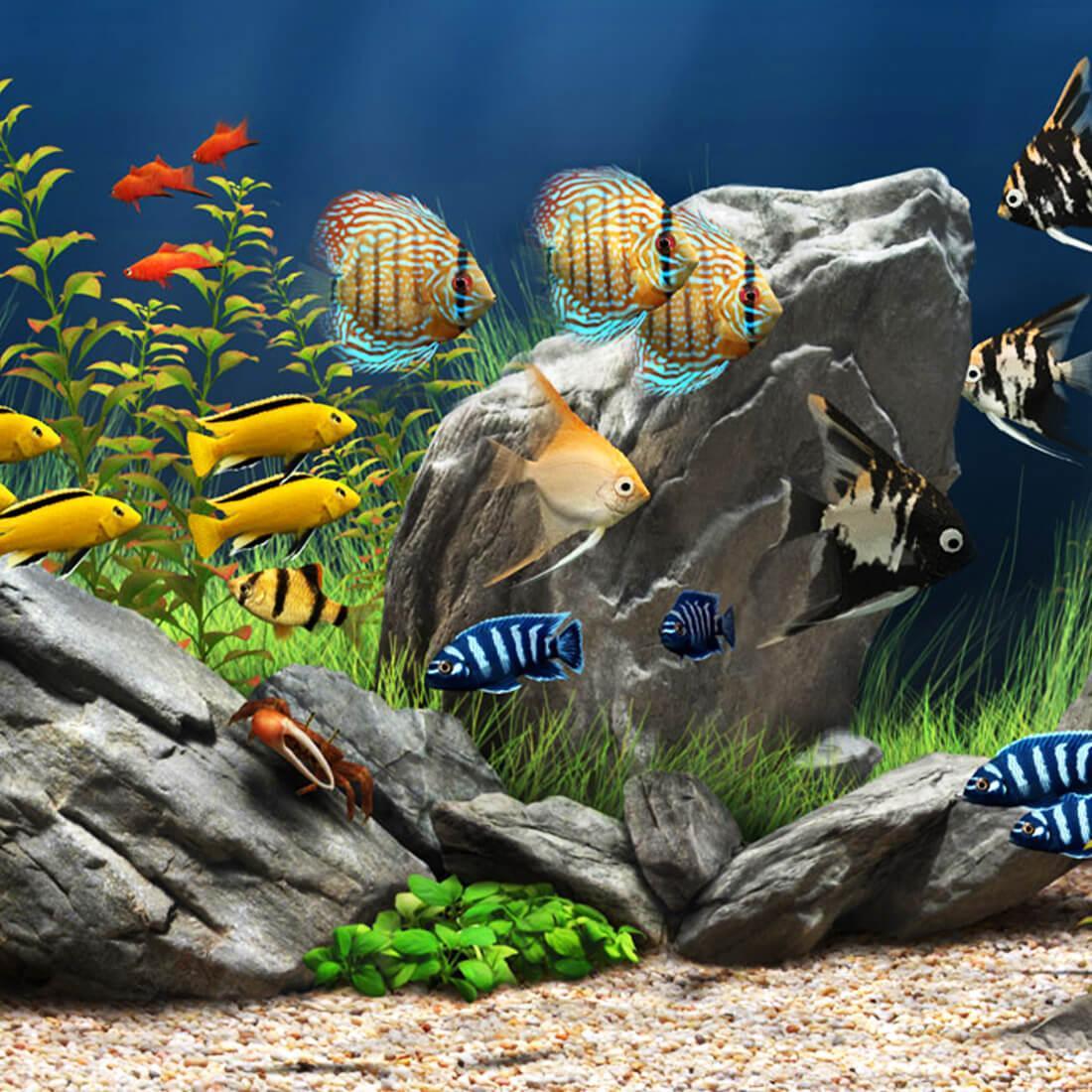  Aquarien Hintergrundbild 1100x1100. Aquarium Hintergrundbilder APK für Android herunterladen