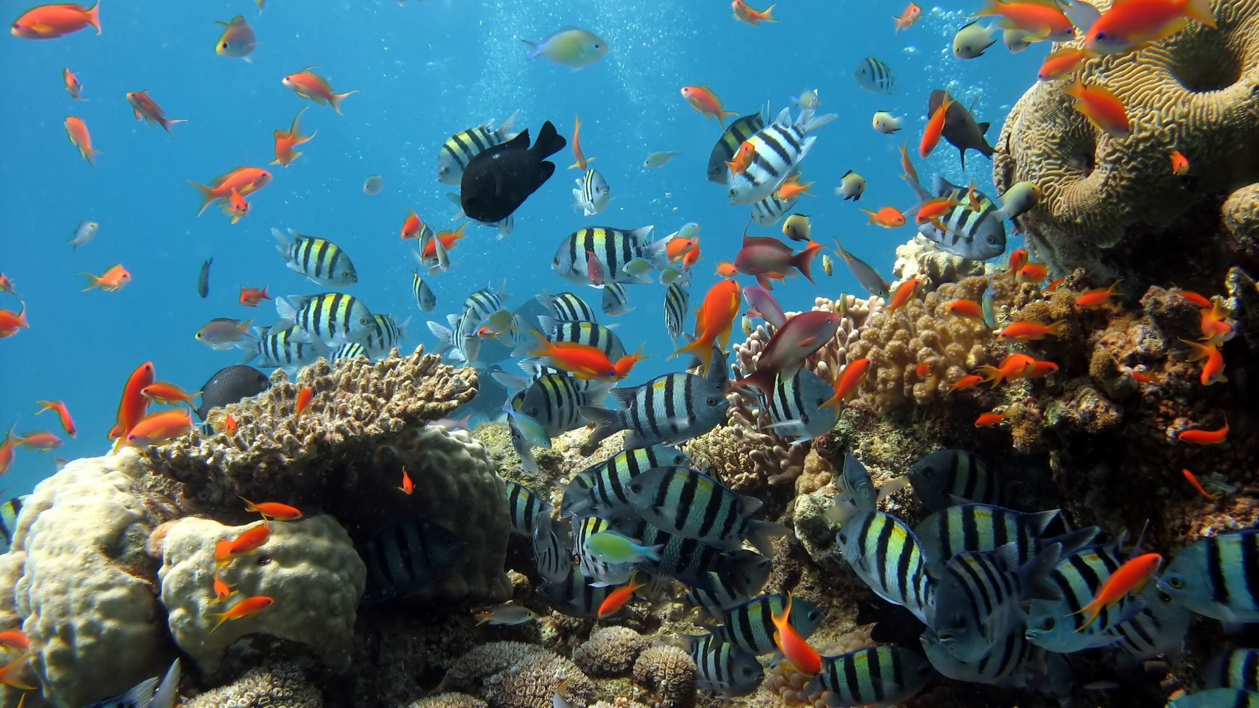  Aquarien Hintergrundbild 2560x1440. Kostenlose Hintergrundbilder Fischschwarm im Aquarium, Bilder Für Ihren Desktop Und Fotos