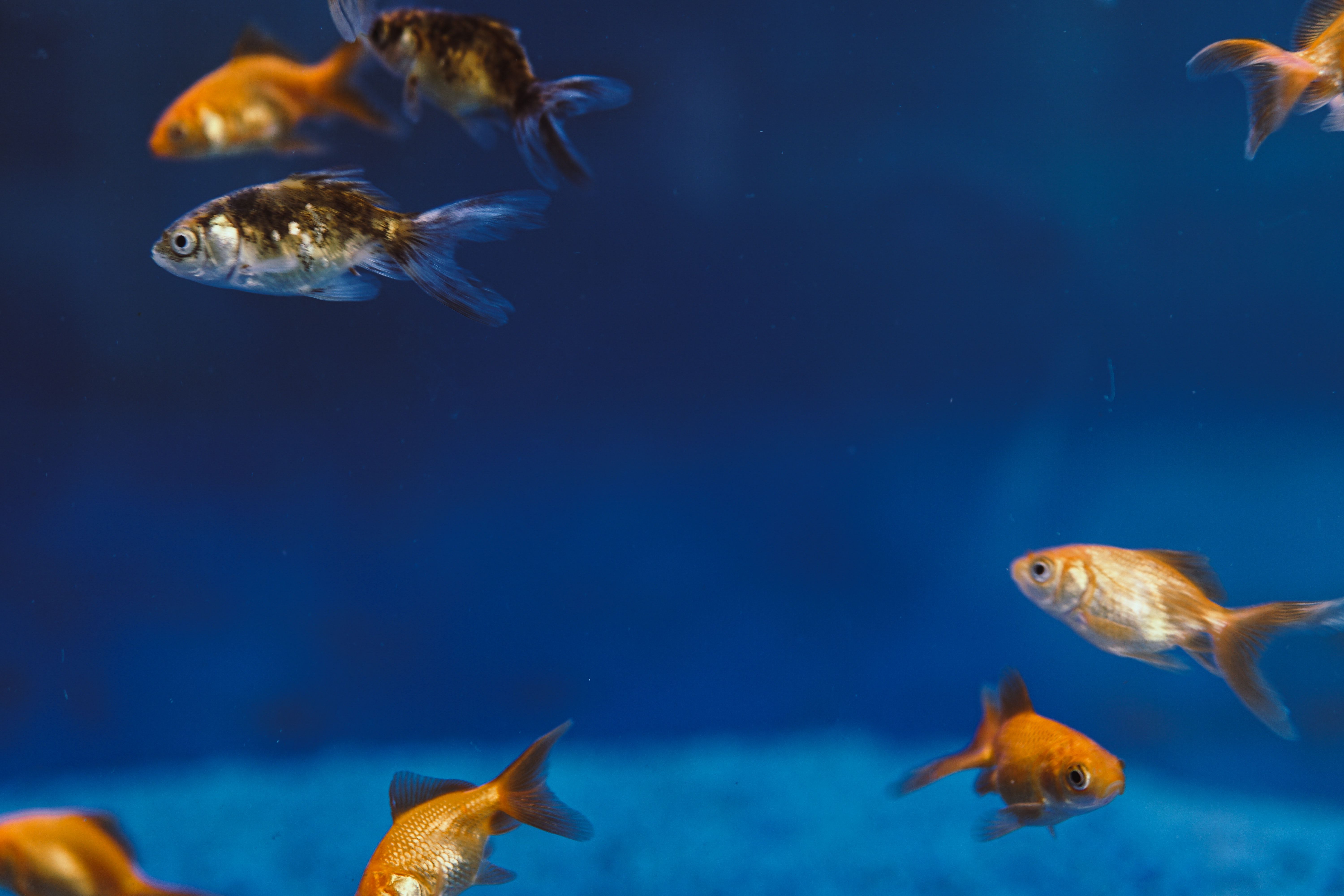  Aquarien Hintergrundbild 6000x4000. Kostenloses Foto zum Thema: aquarium, baden, blau, fische, fischglas, flosse, goldfisch, nahansicht, orange, tierfotografie, unter wasser fischen, unterwasser, wasser, wassertiere