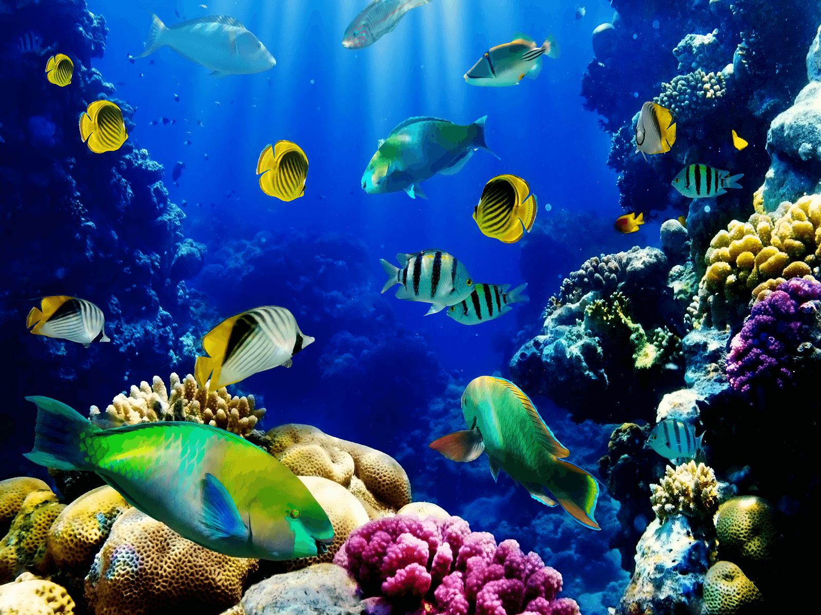  Aquarien Hintergrundbild 1600x1200. Live Aquarium Wallpaper