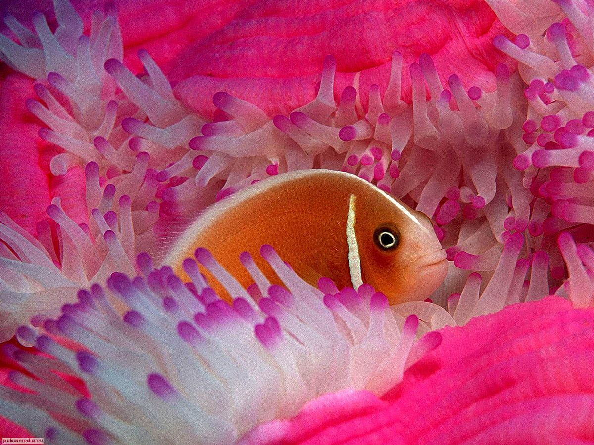  Aquarien Hintergrundbild 1200x900. Hintergrundbild Bunter Fisch, Rosa, Fisch. Download beste freie Hintergrundbilder