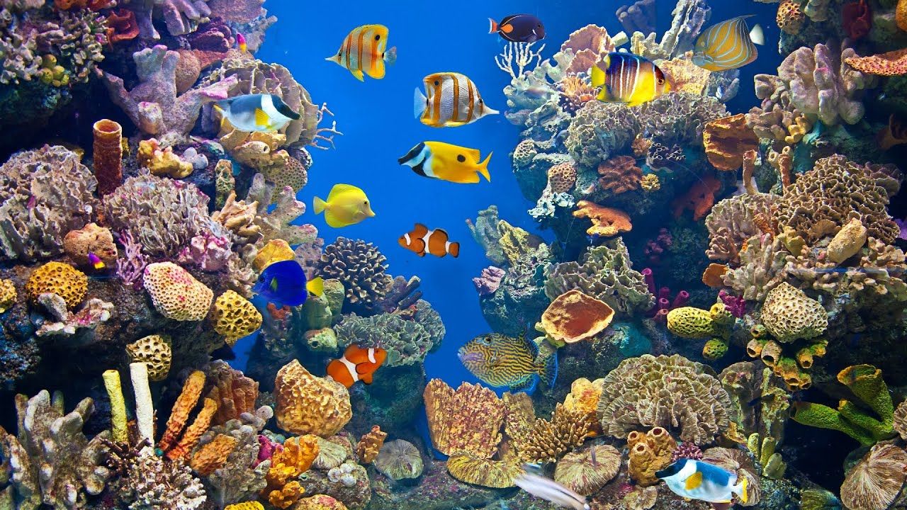  Aquarien Hintergrundbild 1280x720. Aquarium in 4K Unterwasser Welt an einem Korallenriff