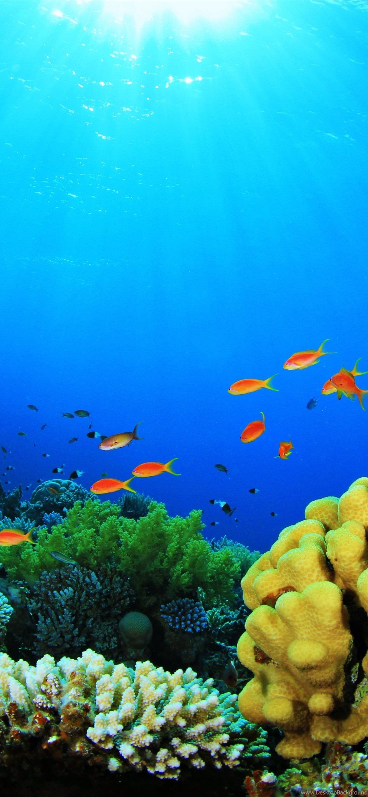  Aquarien Hintergrundbild 1284x2778. Best Aquarium iPhone HD Wallpaper