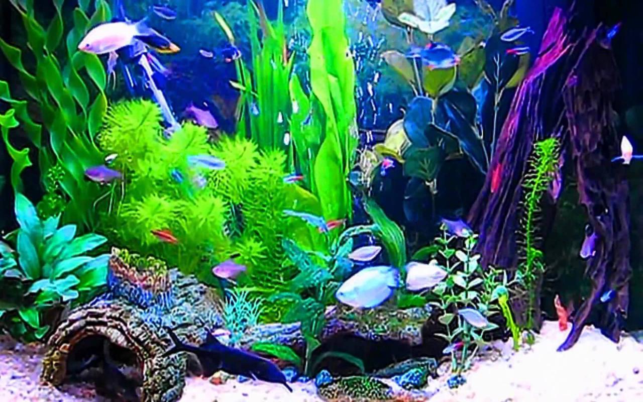  Aquarien Hintergrundbild 1280x800. Aquarium Wallpaper