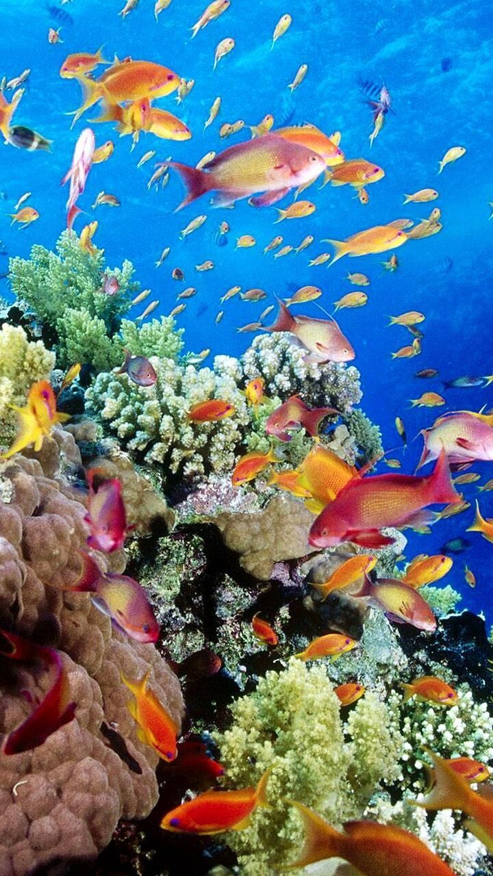  Aquarien Hintergrundbild 720x1280. Live Hintergründe Aquarium ? Bilder Fische Android App APK (com.AquariumLiveWallpaper) von Happy live wallpaper auf PHONEKY