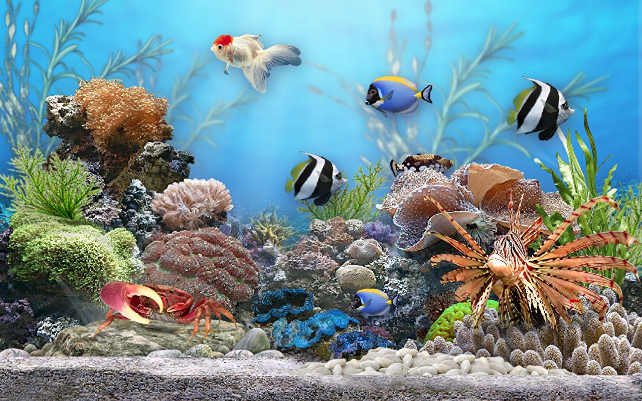  Aquarien Hintergrundbild 1280x800. Desktop Hintergrundbilder Fische Unterwasserwelt Koralle Tiere