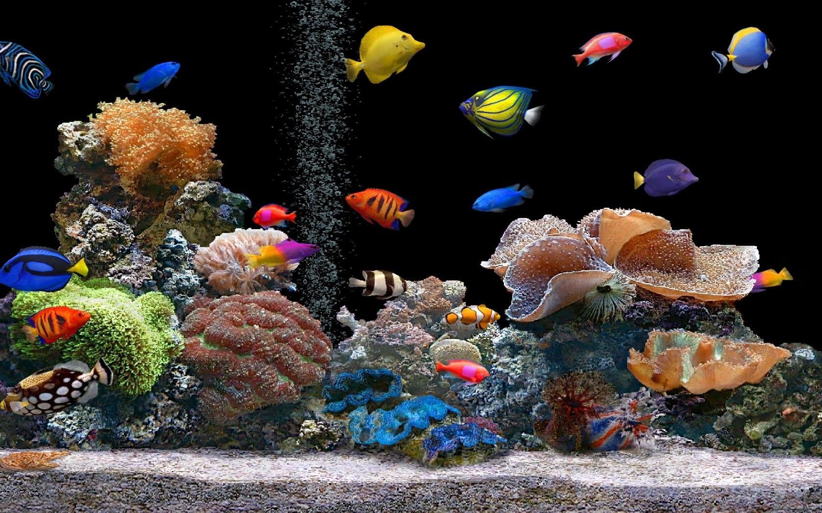  Aquarium Hintergrundbild 1680x1050. Aquarium wallpaper. Aquarium