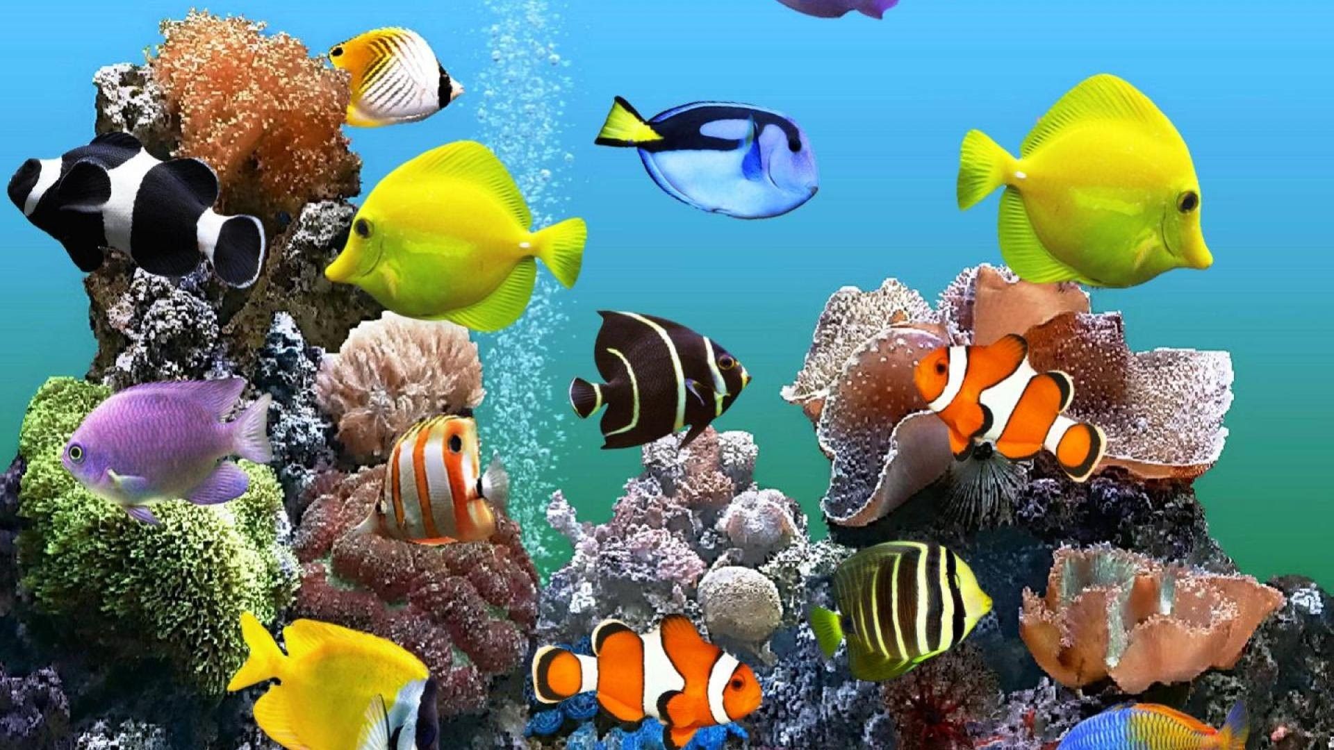  Aquarium Hintergrundbild 1920x1080. Aquarium Wallpaper