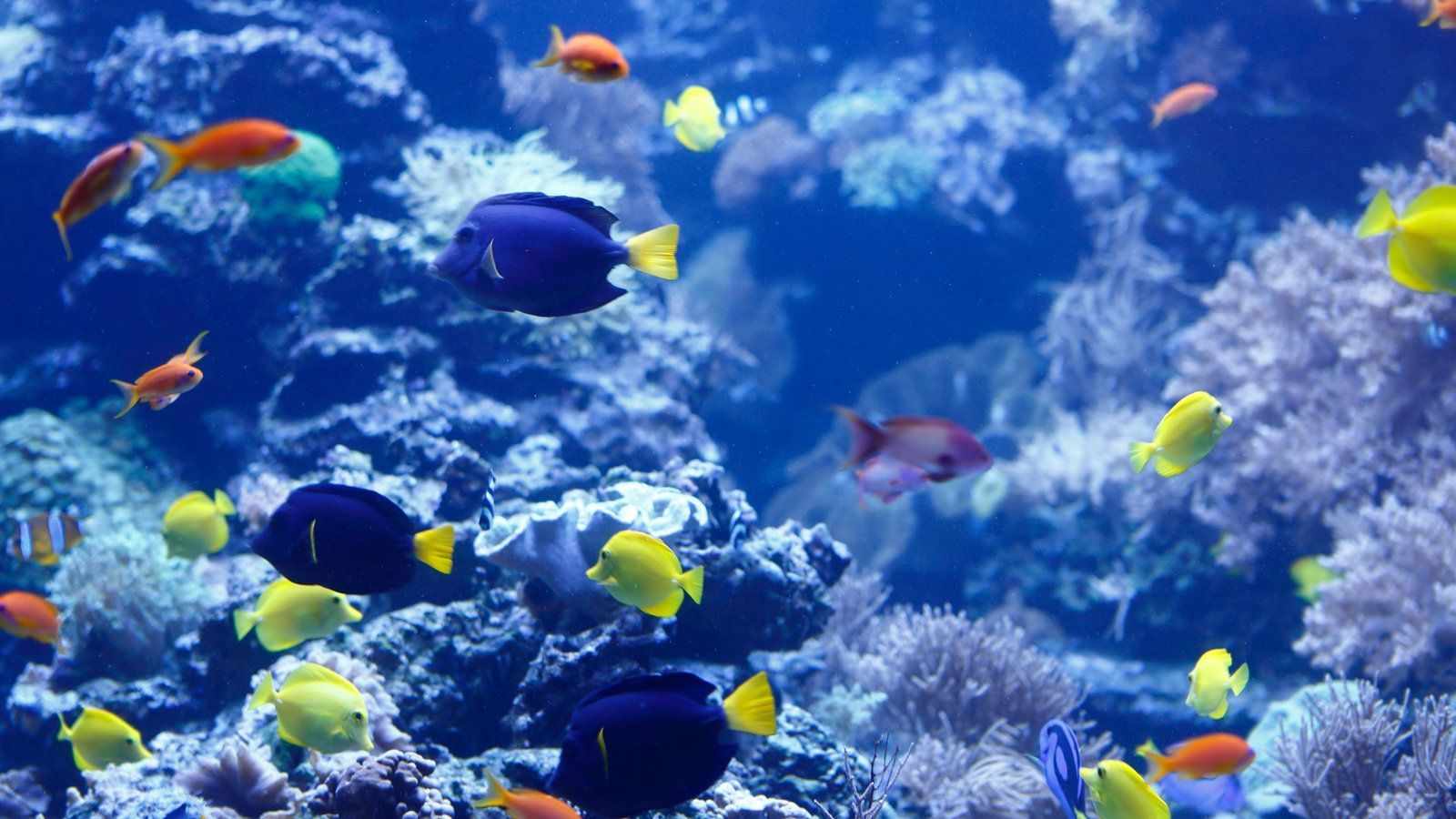  Aquarium Hintergrundbild 1600x900. Tiere im Wasser: Aquarien im Wasser